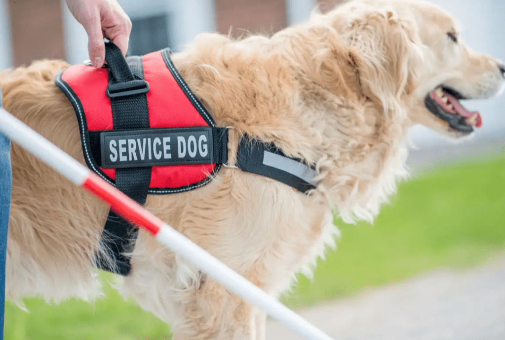 Rabbi With Service Dog Explains&nbsp;Mitzvot